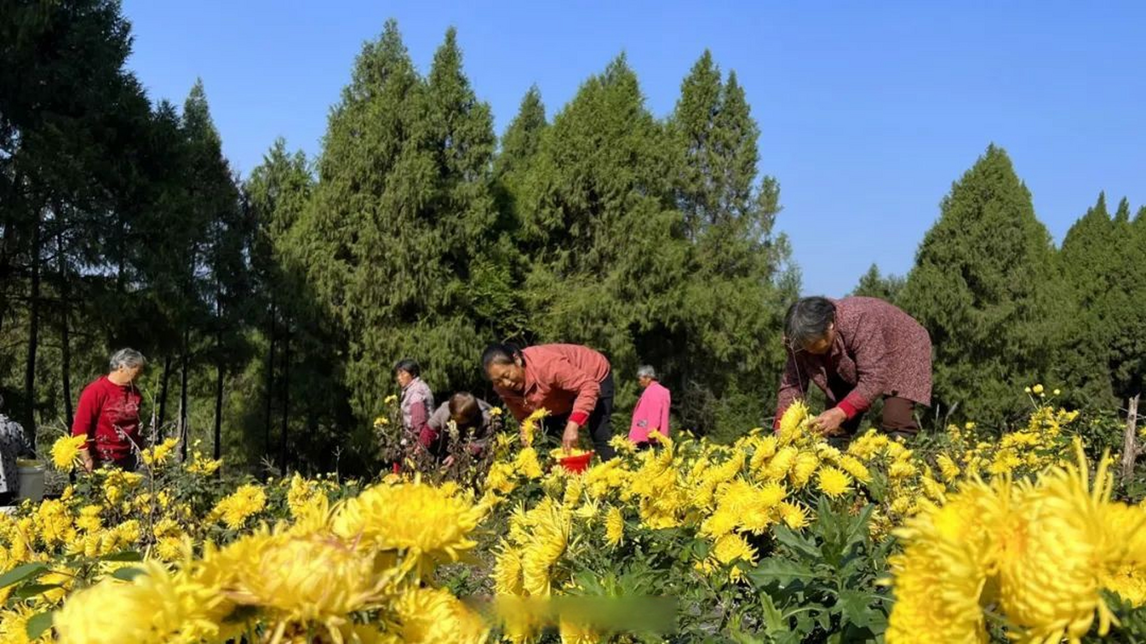 金丝皇菊功效与禁忌