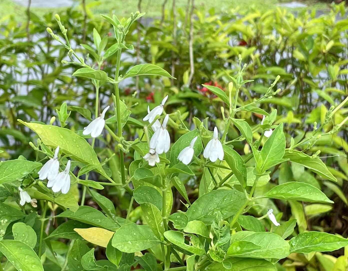 新加坡花花之～69.白鹤灵芝草