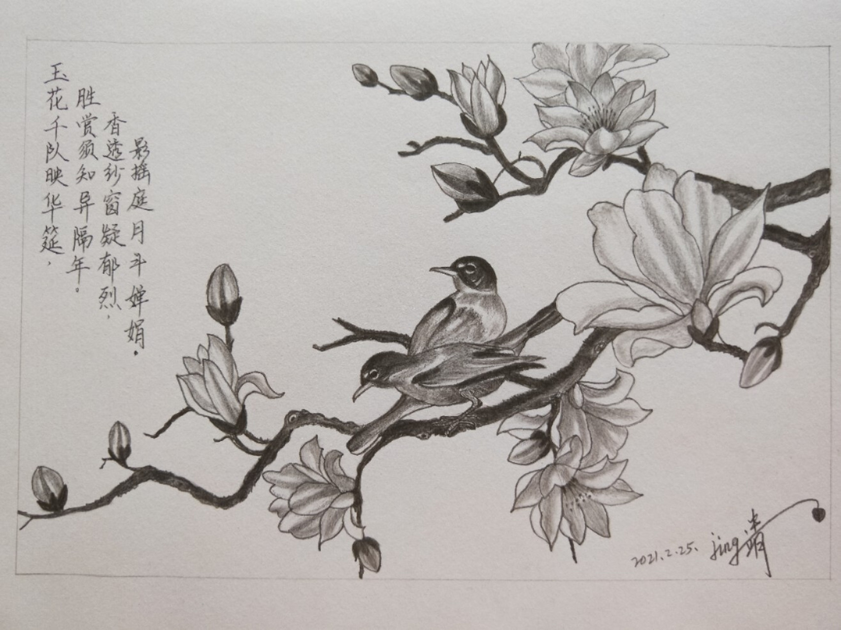 玉兰花树简笔画图片