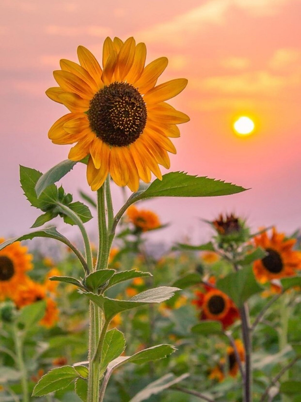 向日葵97壁纸图 向日葵壁纸,愿你逆风翻盘,向阳而生