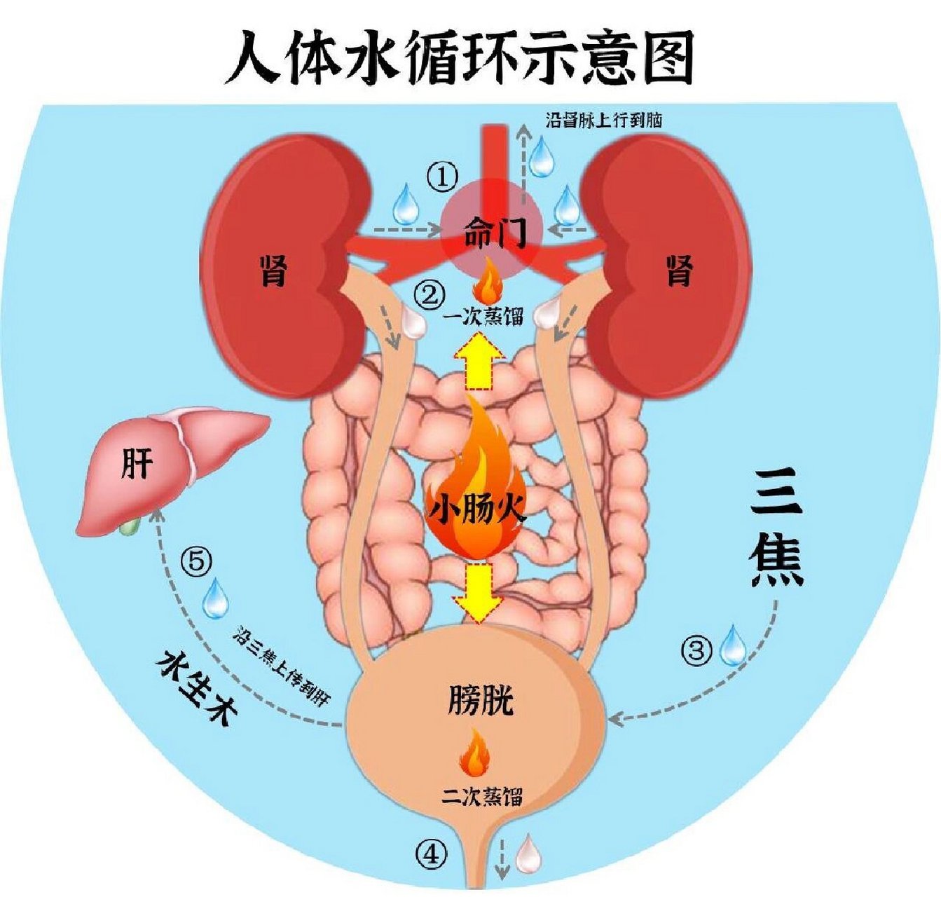 物理水循环示意图图片