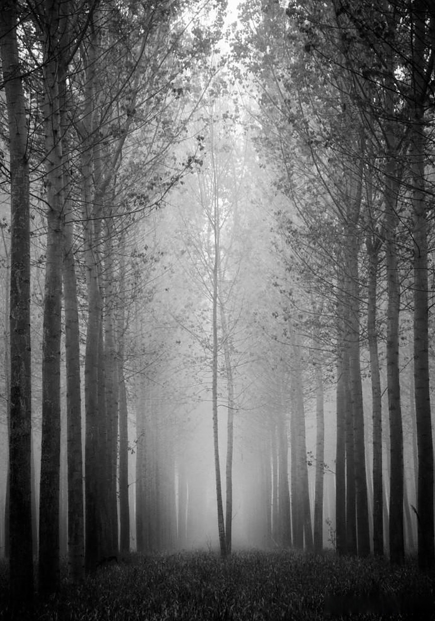 【黑白田园摄影作品】 摄影师:il mondo di eliot