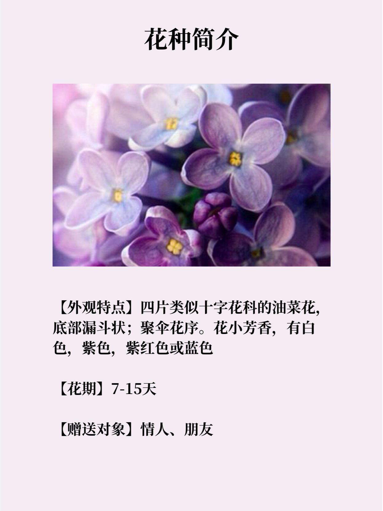 96每天认识一种花-「丁香花