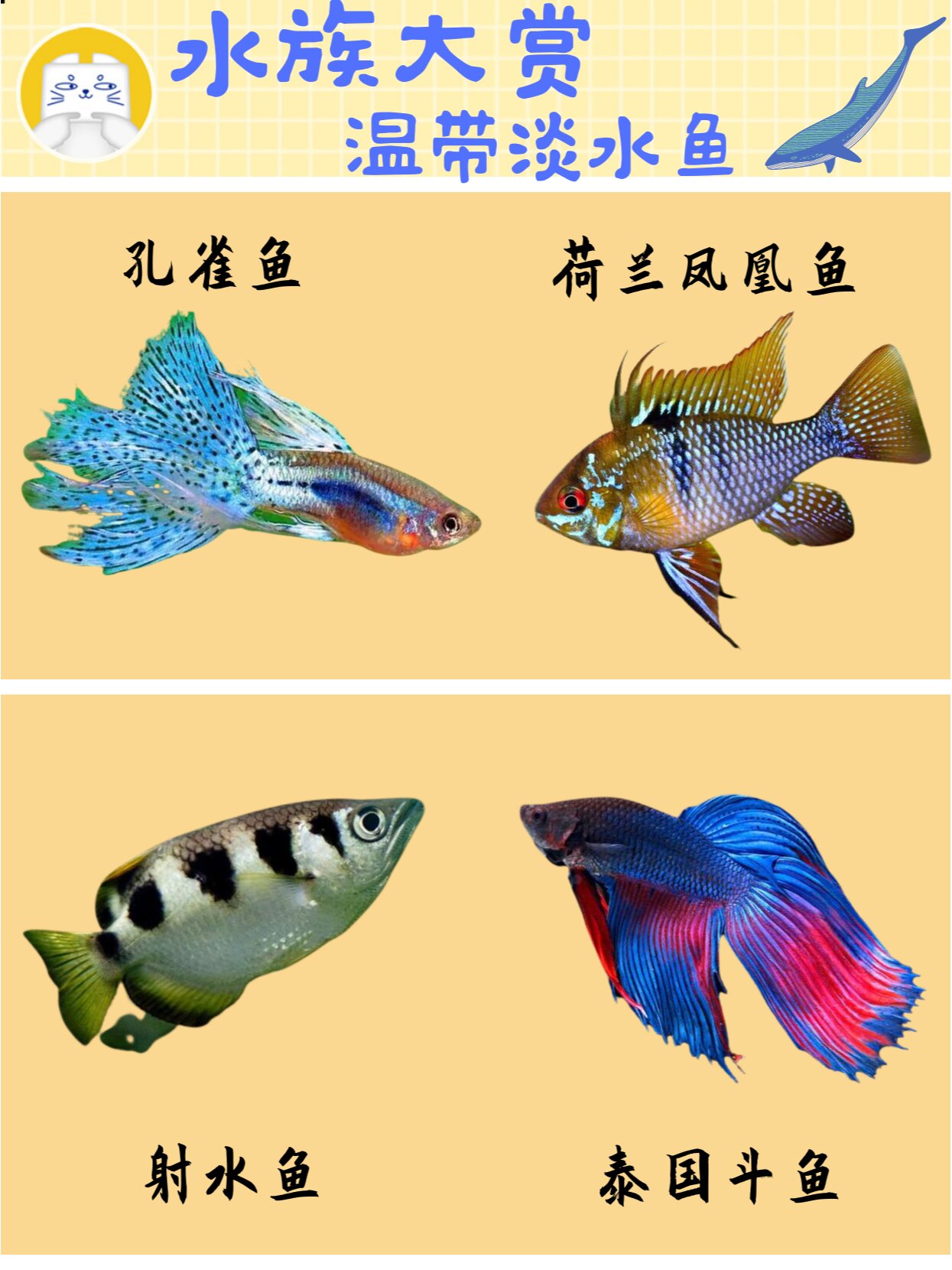 观赏鱼合集:热带淡水鱼你知道那些