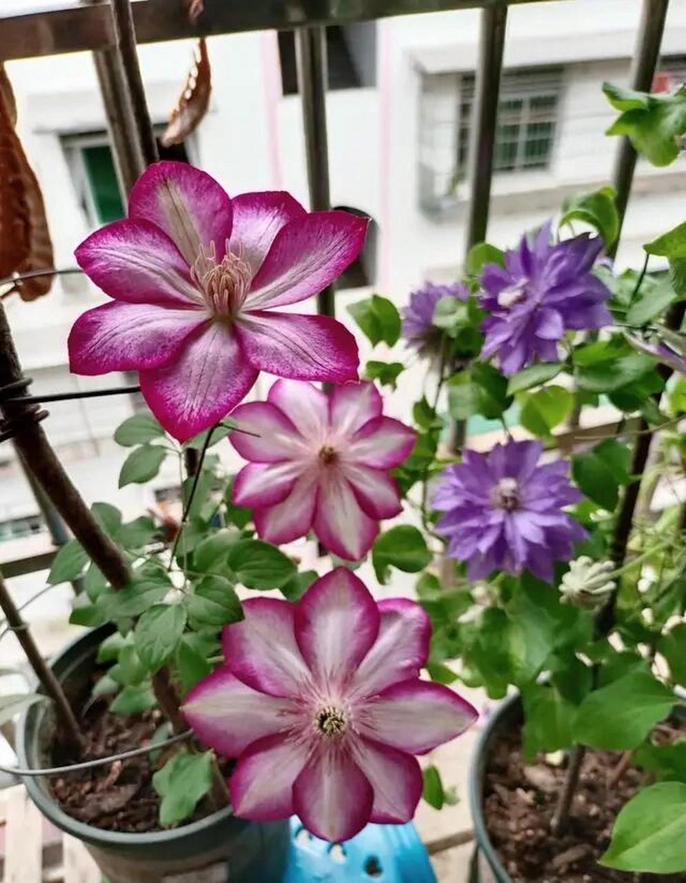 又美又仙又玲珑丰花的"解放"铁线莲 "解放",也叫"自由.