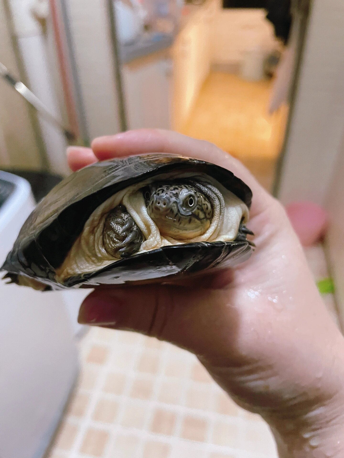 西非侧颈龟,棱背侧颈龟