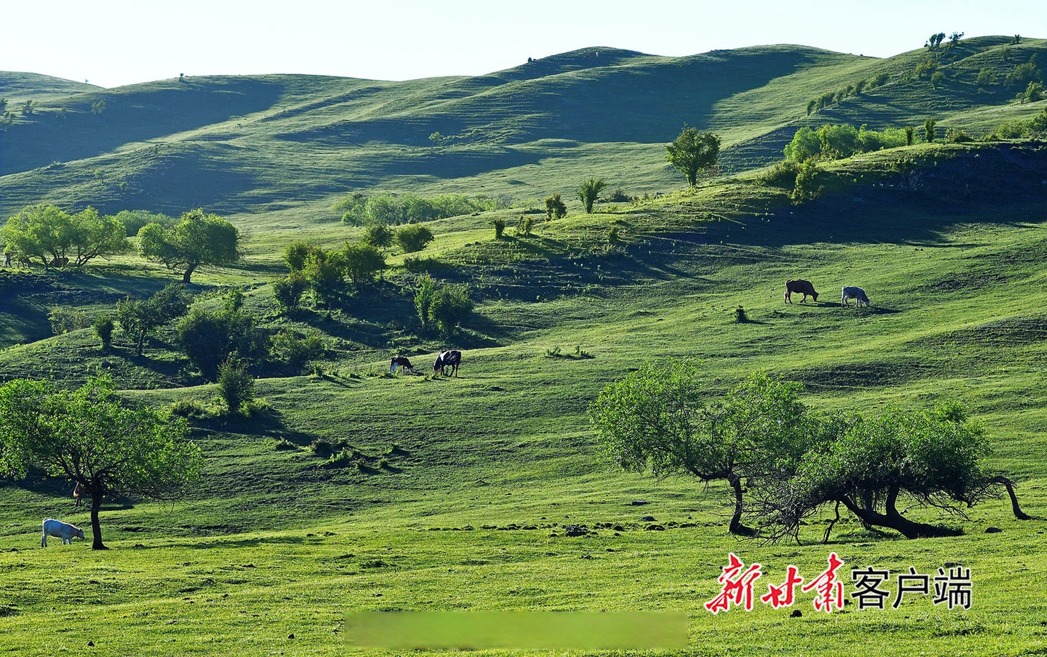陇上美景##天水张家川草原牧场风景如画#