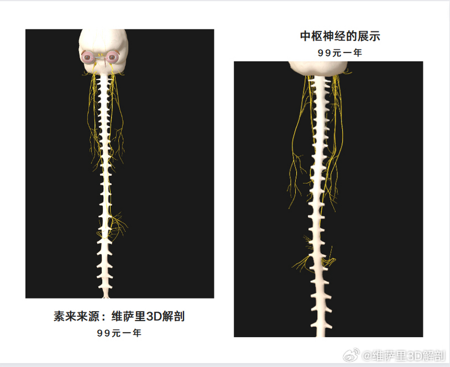 中枢神经系统内,由神经元胞体和树突聚集而成的结构,因色泽灰暗而称