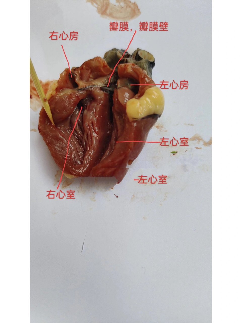 鸭解剖结构图片高清图图片