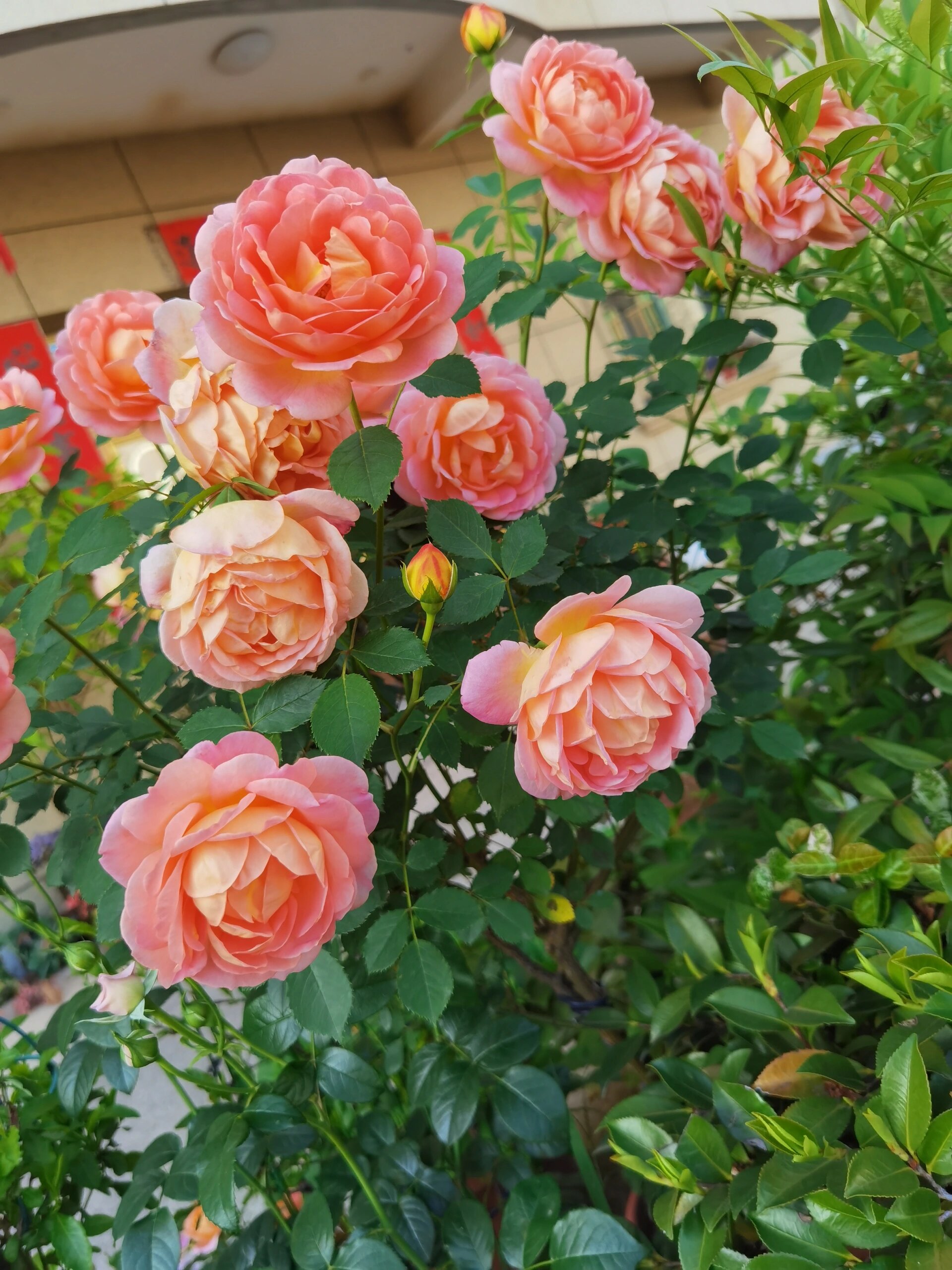 月季花夏洛特夫人 花大色艳!花多复花快!三日散!