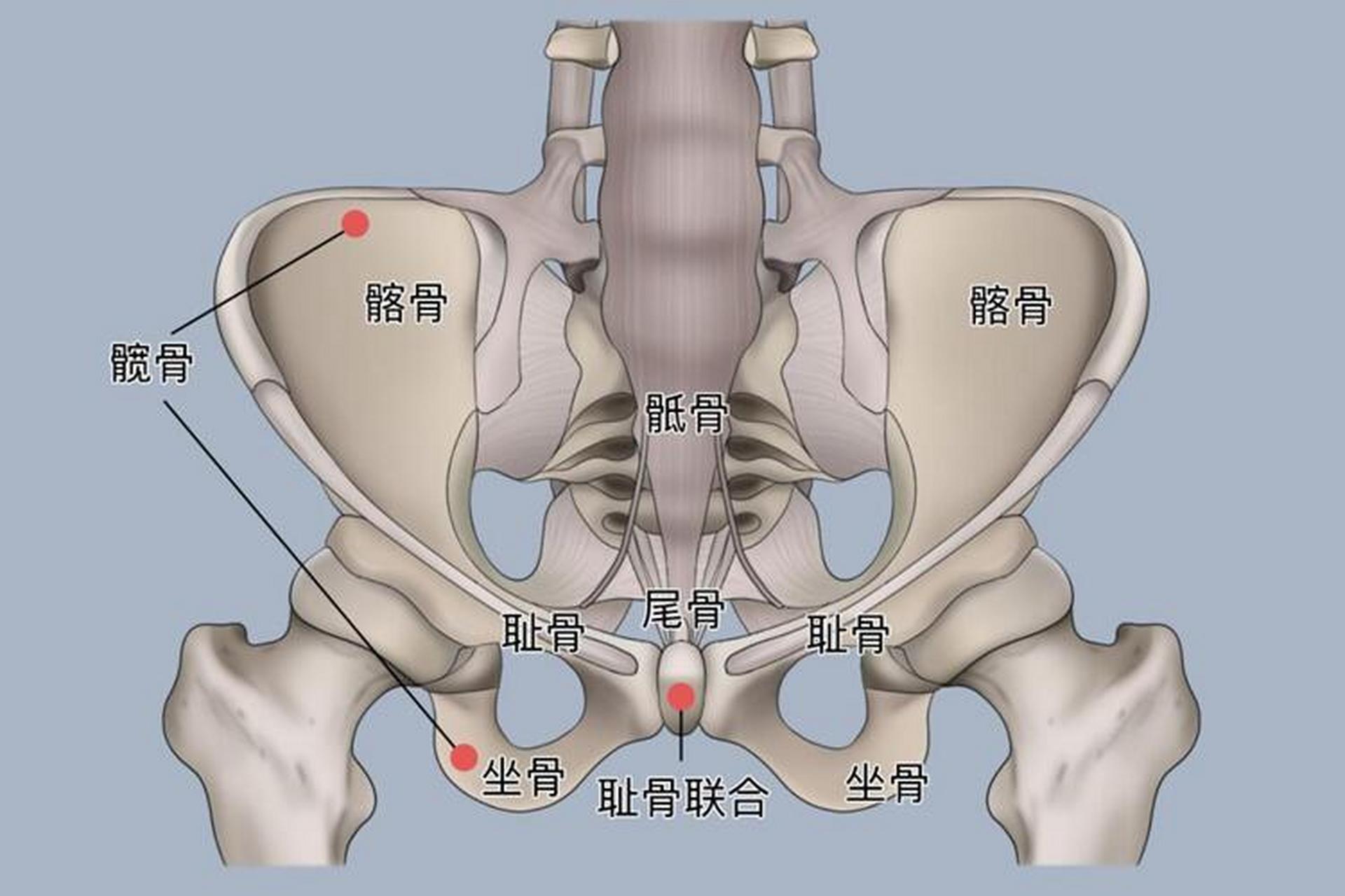 髋关节盂唇解剖图图片