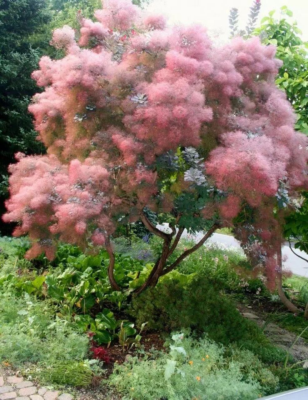 庭院种哪些植物更漂亮(二) 四,黄栌 也是庭院常见的常青树了,它开花的