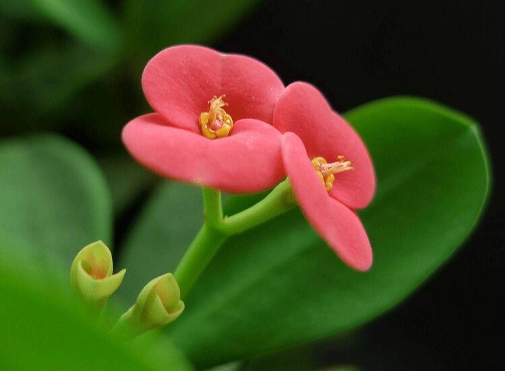 每天认识一种花材—96虎刺梅96 96虎刺梅的花语96 倔强与坚贞