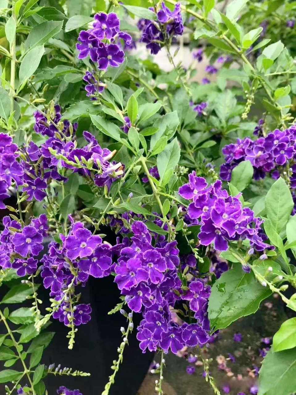 假连翘这紫色小花儿,简直就是秋天里的美人儿!