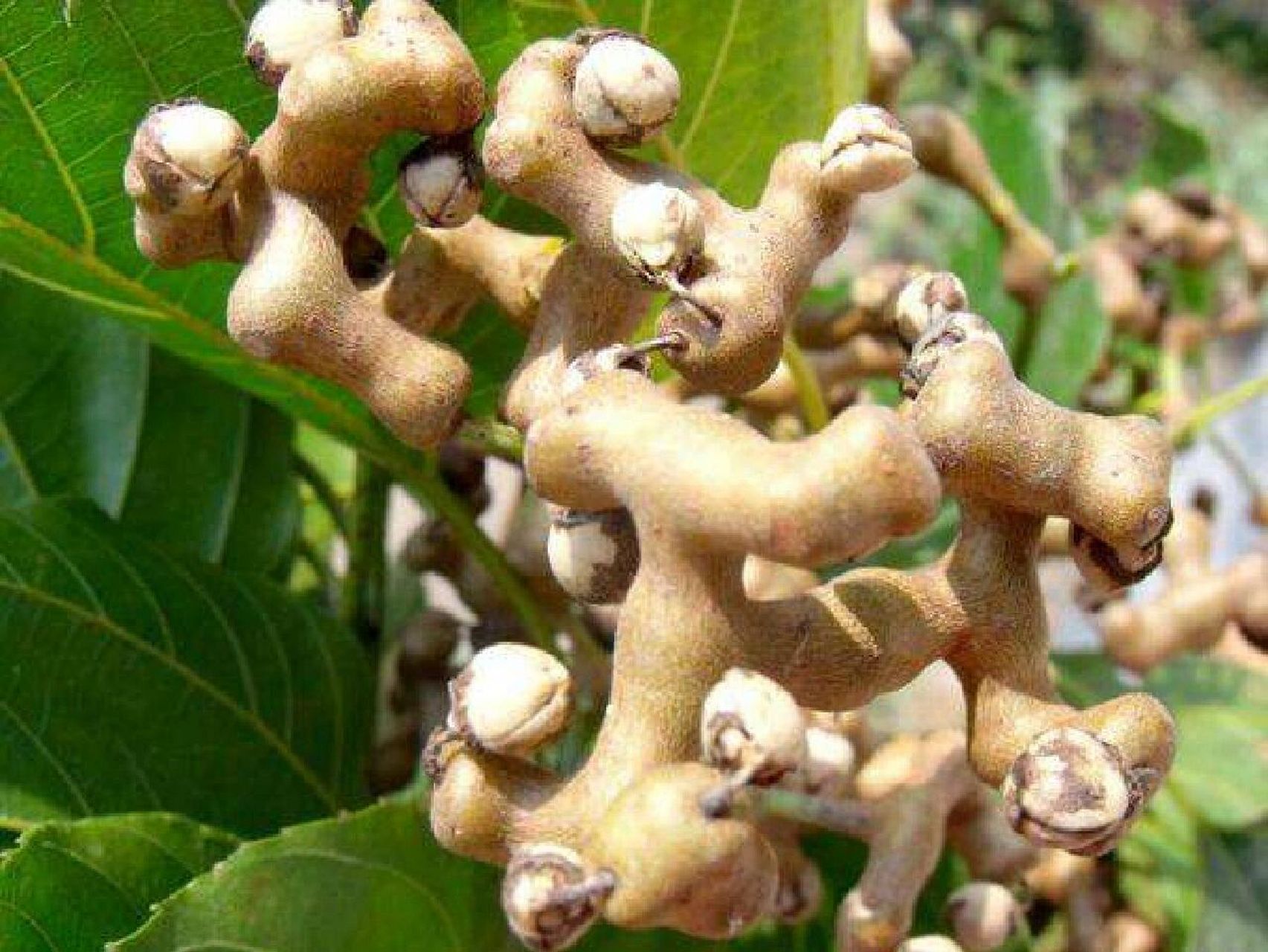 拐枣是许多80后童年的记忆,对这种其貌不扬的果子,都