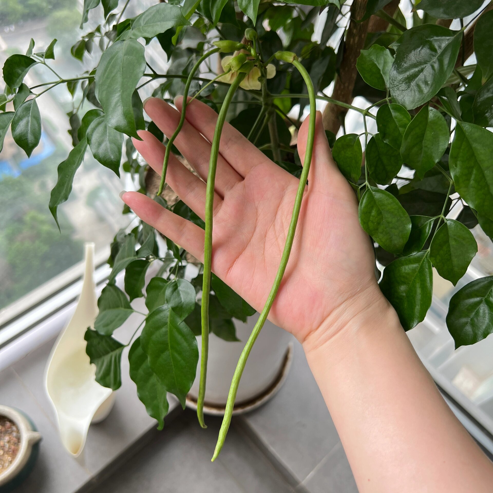 幸福树不仅有花还有果实