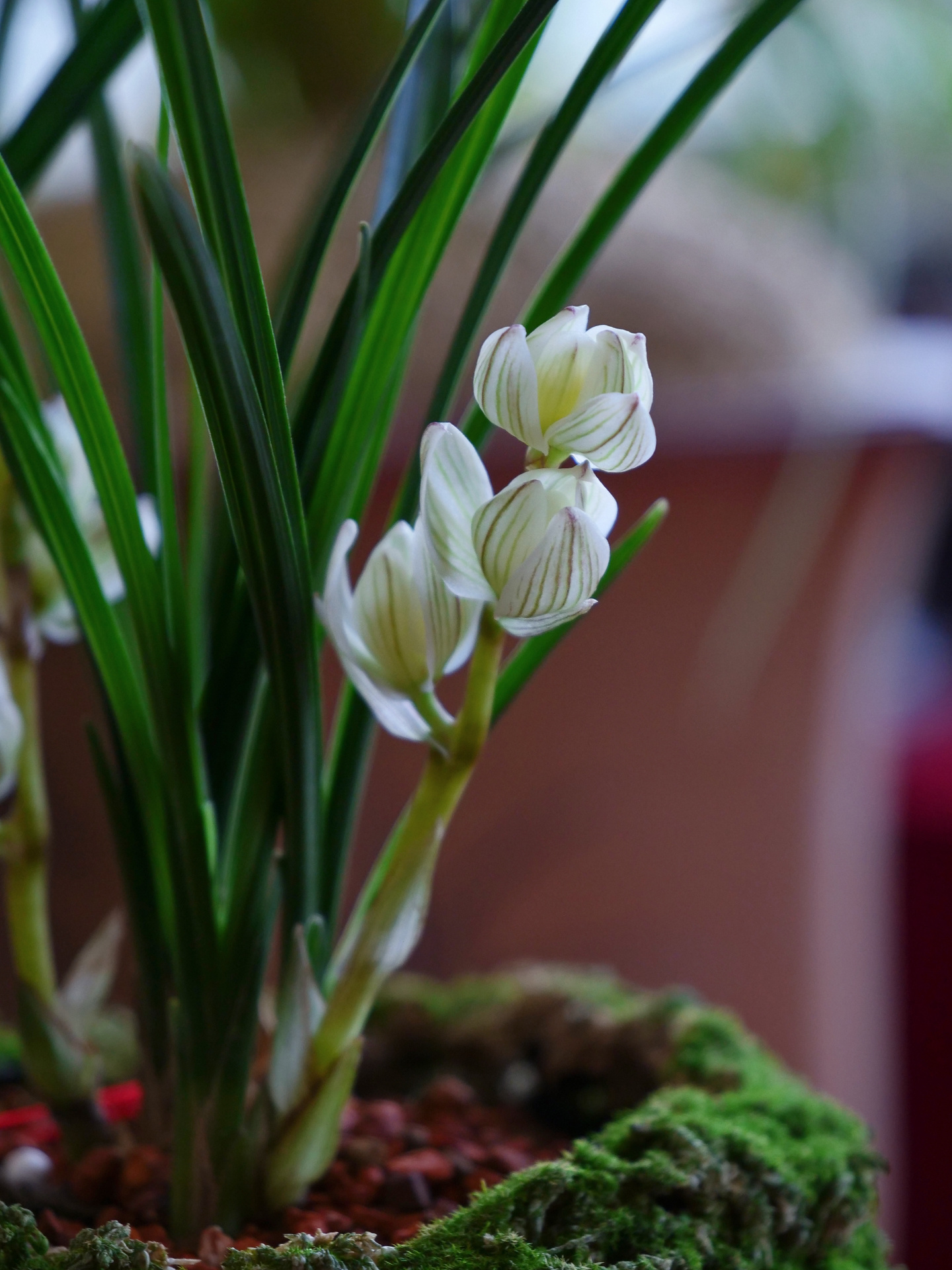 莲瓣兰素冠荷鼎