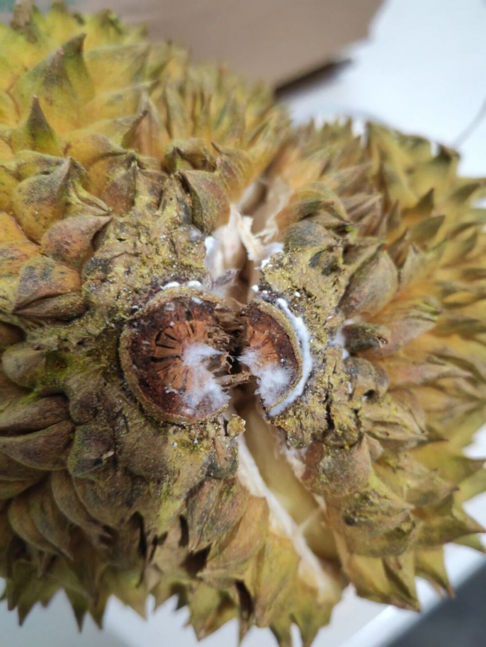 网购榴莲,好像长毛了?