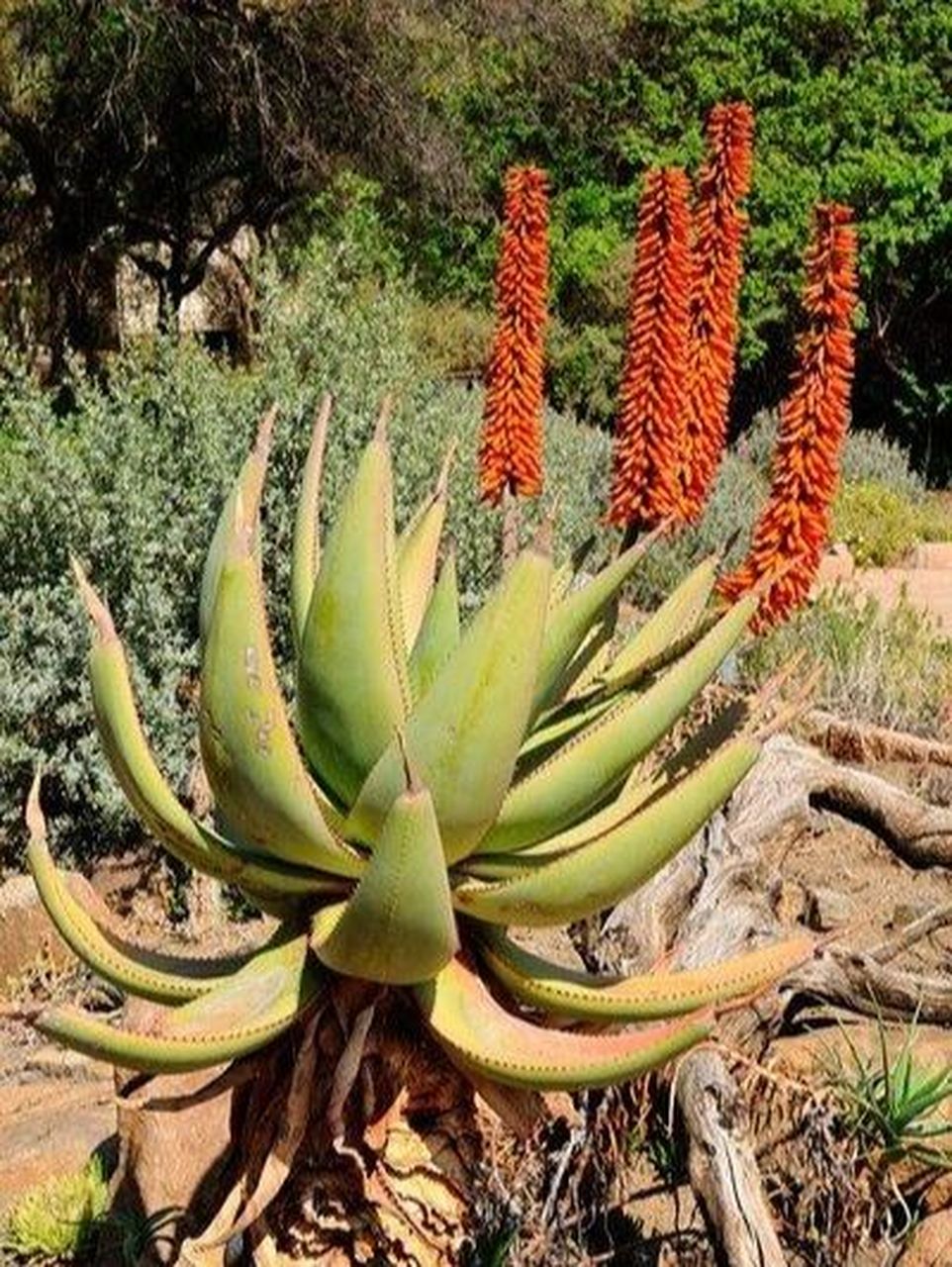 世界芦荟500品种今天介绍一种 好望角芦荟 别名:开普芦荟, 多刺芦荟