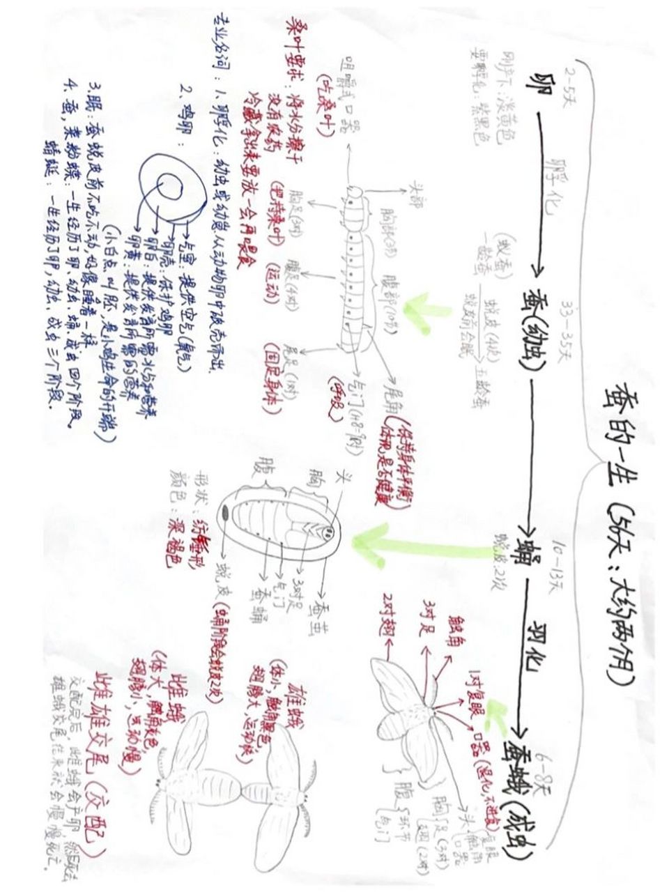 小学三年级科学|蚕的一生重要知识点汇总!