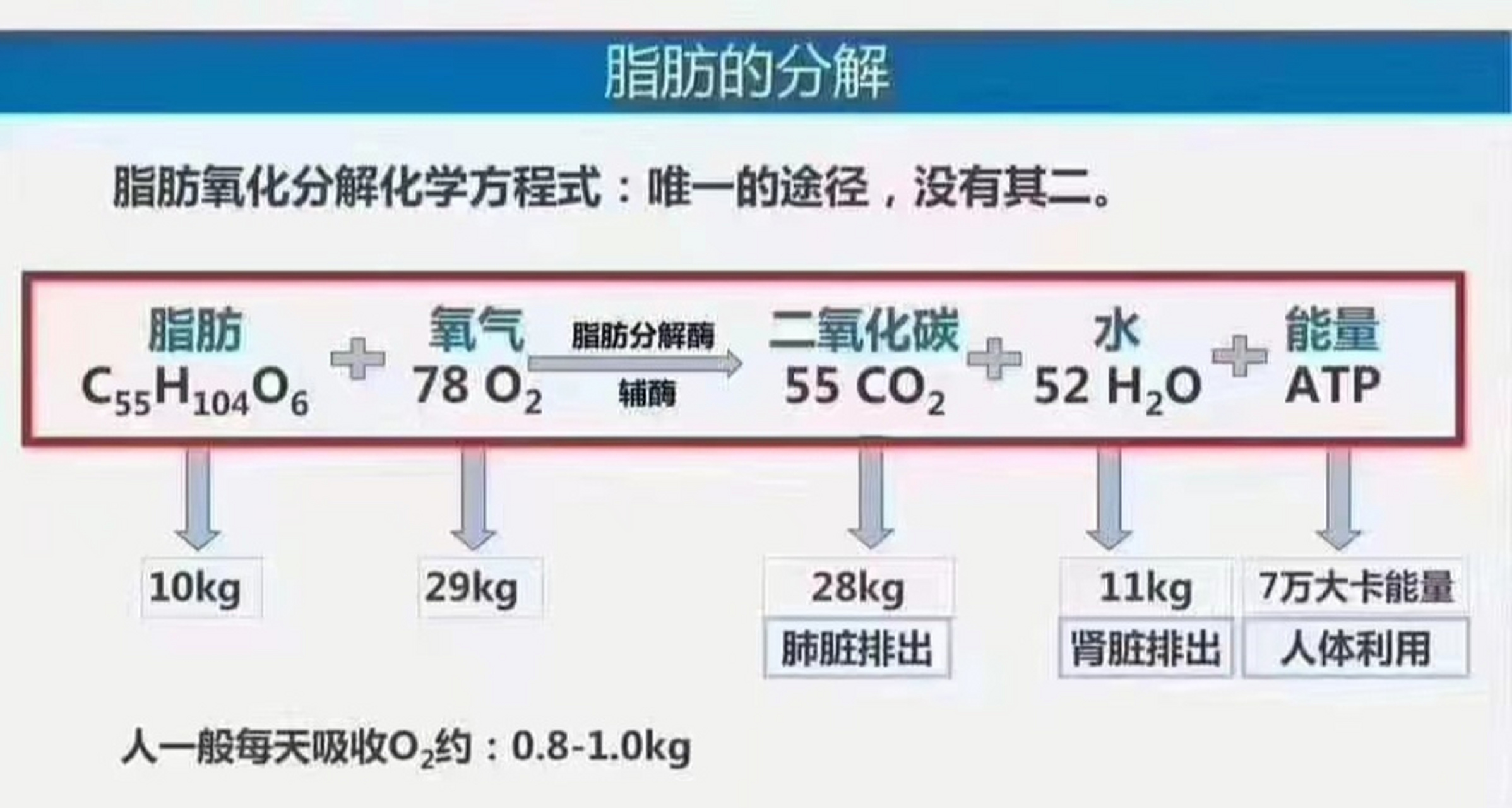 来,看看脂肪分解的公式 看看,脂肪分解公式