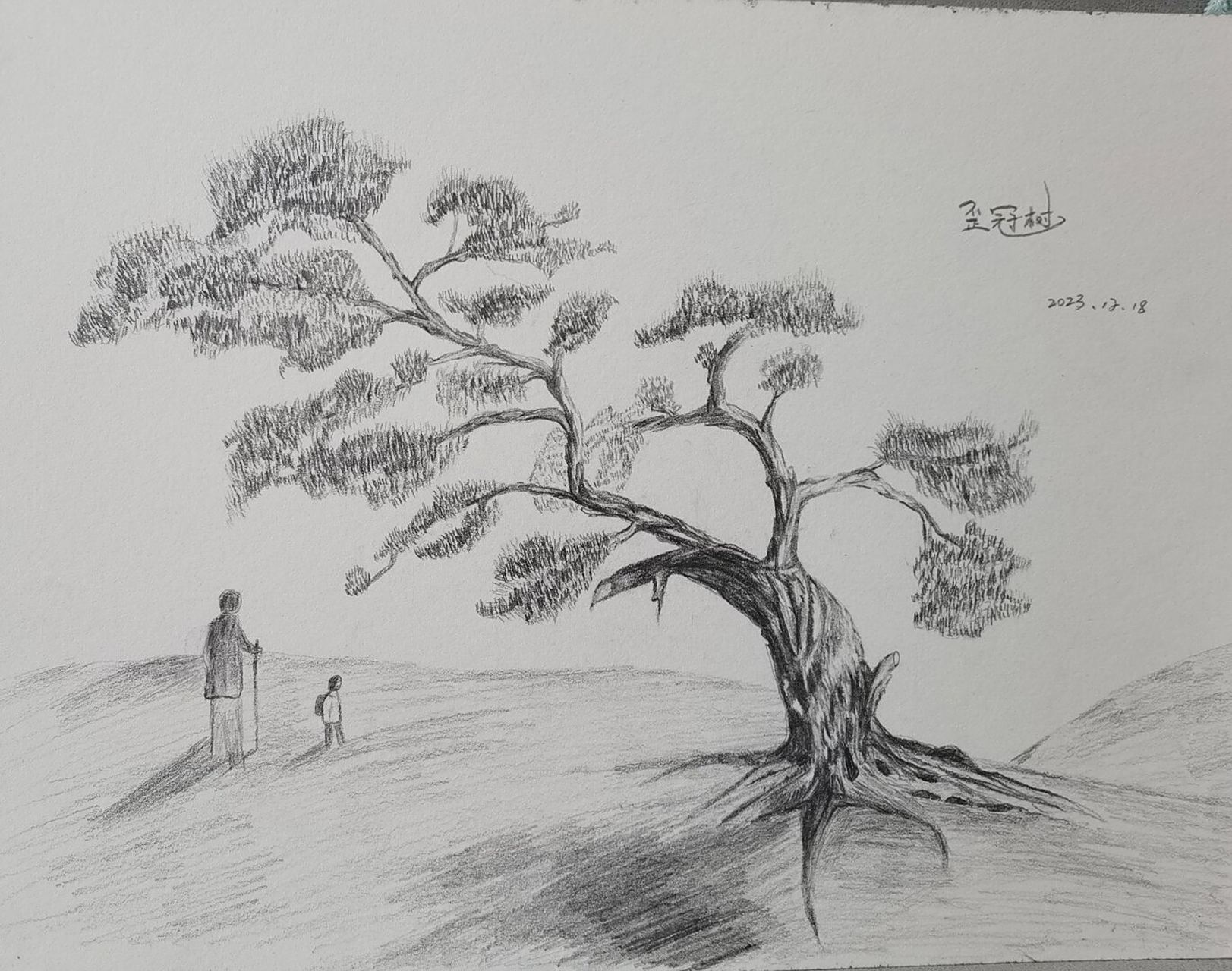 在西藏的古树里,上百年的左旋柳和藏青杨几乎都会这样生长