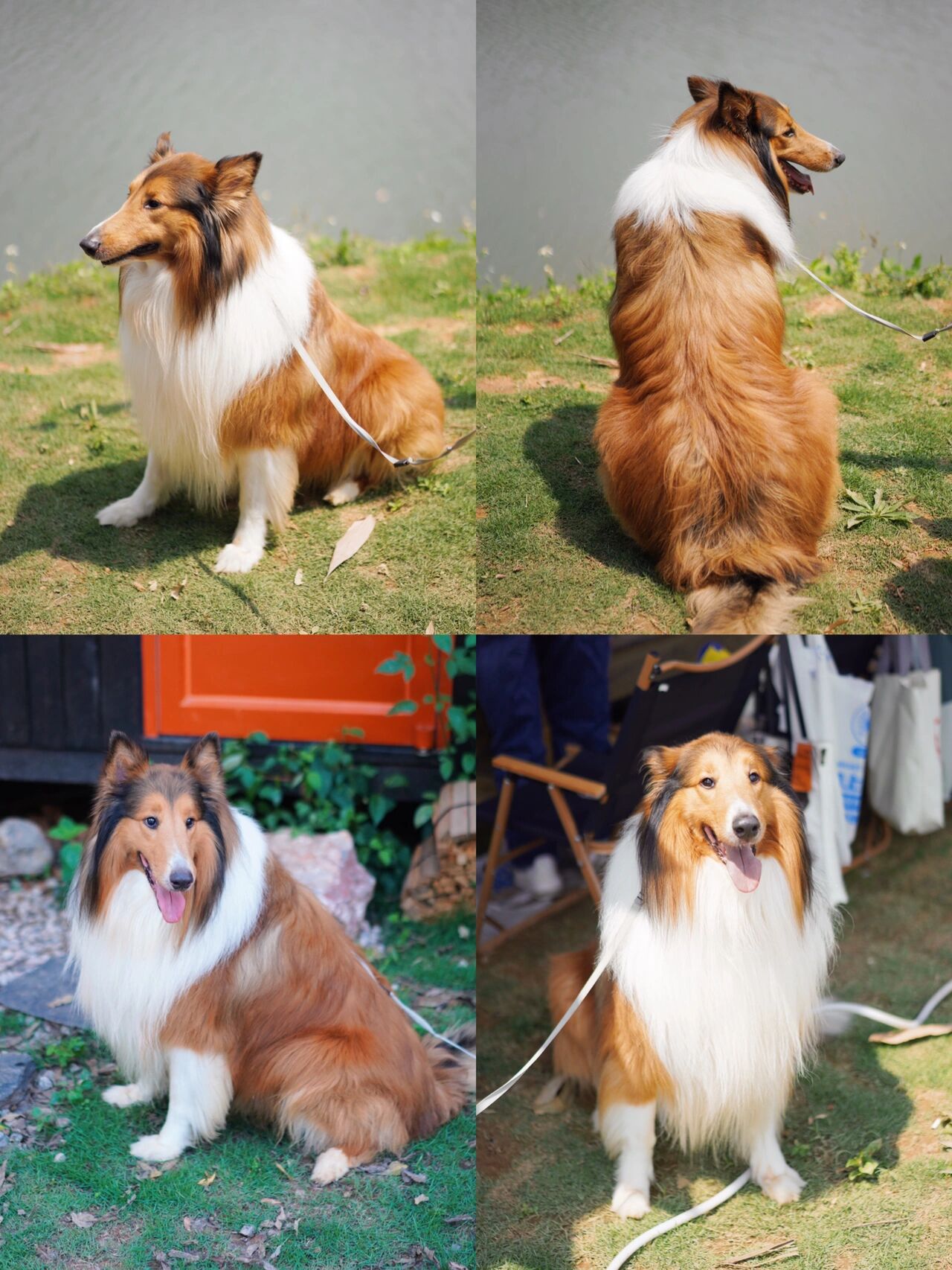 五岁的苏格兰牧羊犬 现在养苏牧的小伙伴好像很少了在路上很少看到