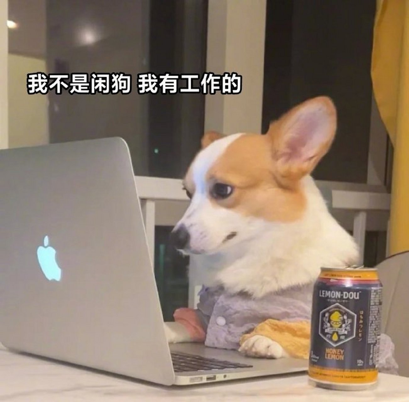 没有困难的工作,只有勇敢的小猫小狗!