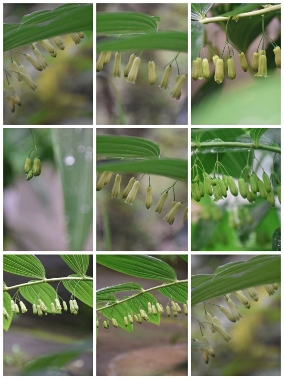 每日植物‖多花黄精 学名:多花黄精 拉丁名:polygonatum cyrtonema 科