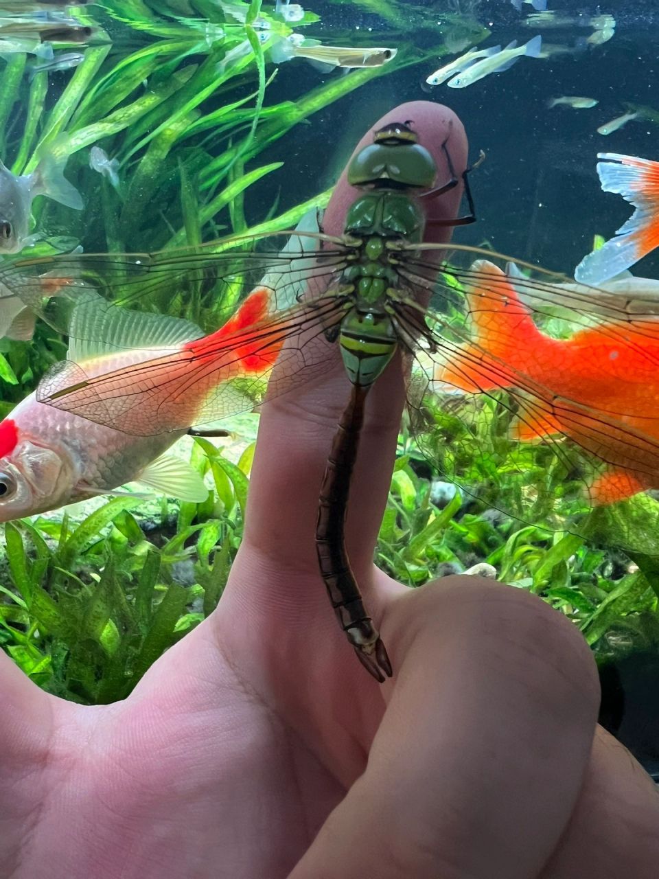 重生了,水蝎子变蜻蜓了!神奇的生命.