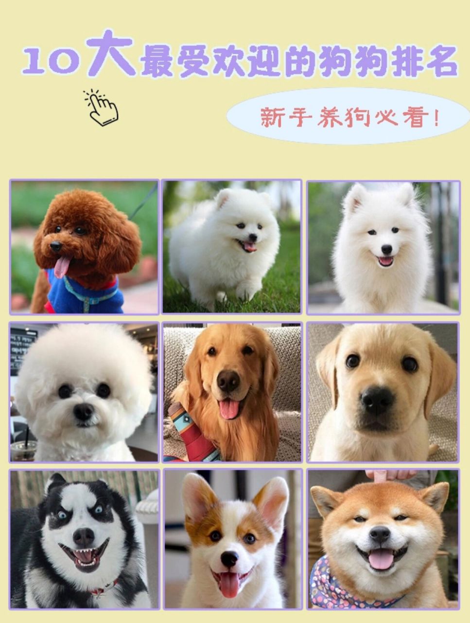 10大最受欢迎的狗狗排名,新手养狗必看哦!