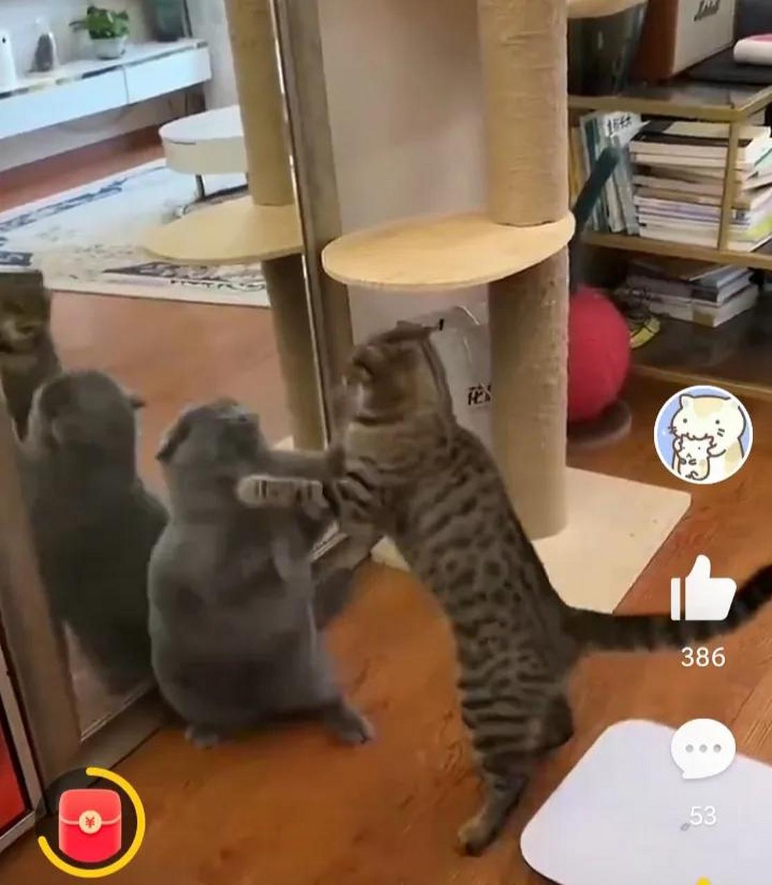 狸花猫动手打蓝猫,打着打着还上脚踹蓝猫的肚子,果然有纹身的猫不好惹