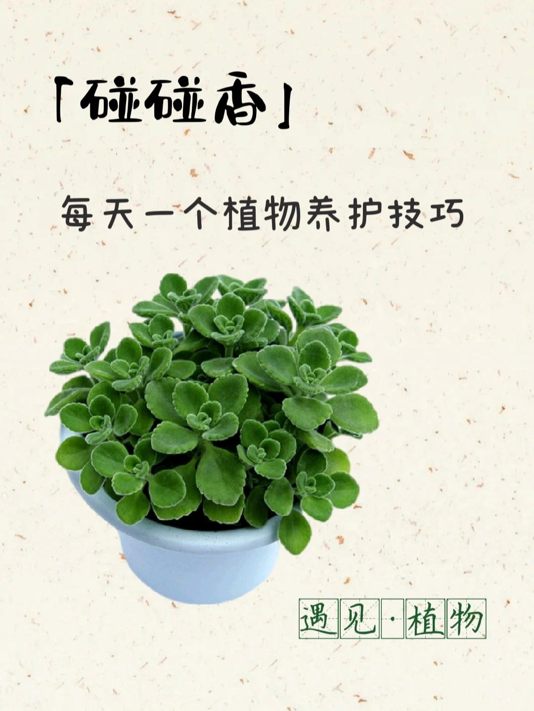 碰碰香的养护技巧