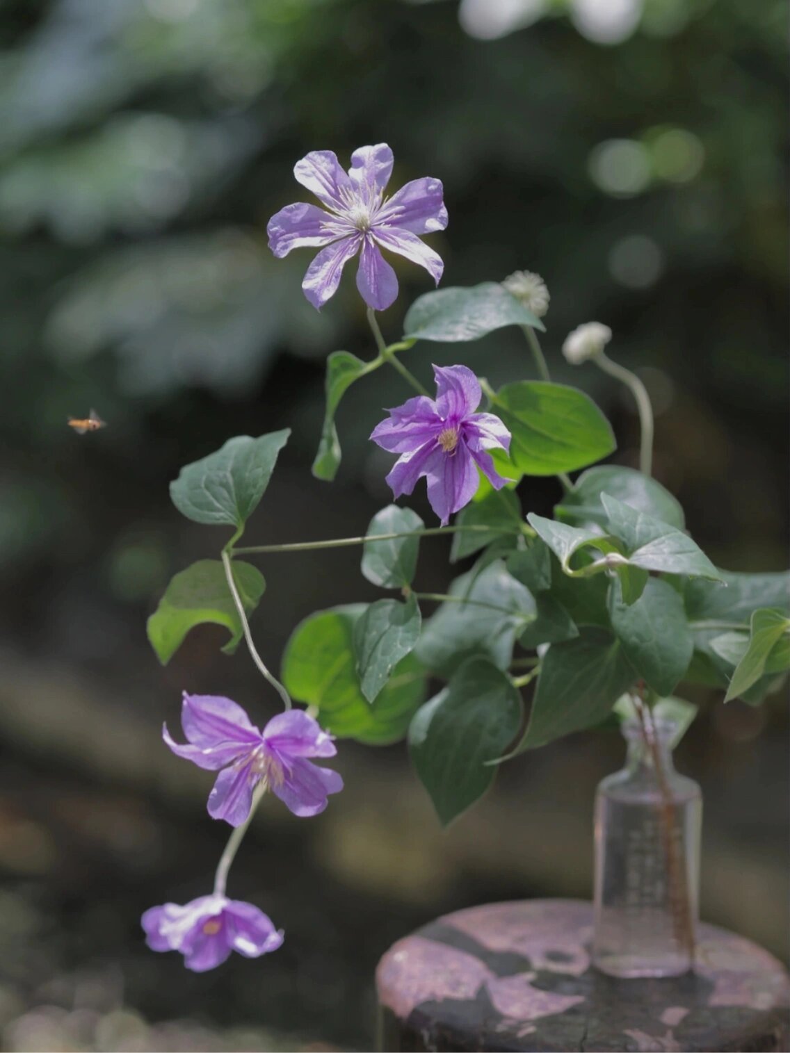 从4月开到11月的开花机器-切花铁阿拉贝拉90 切花直立型铁线莲 阳台