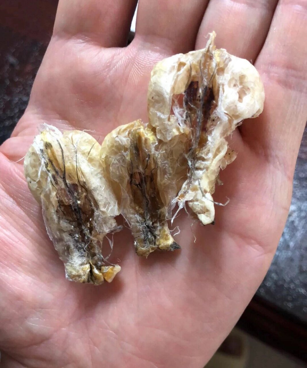 图一雪蛤线油(从活体雪蛤上直接提取后晒干的),直接泡发,泡发好已经很