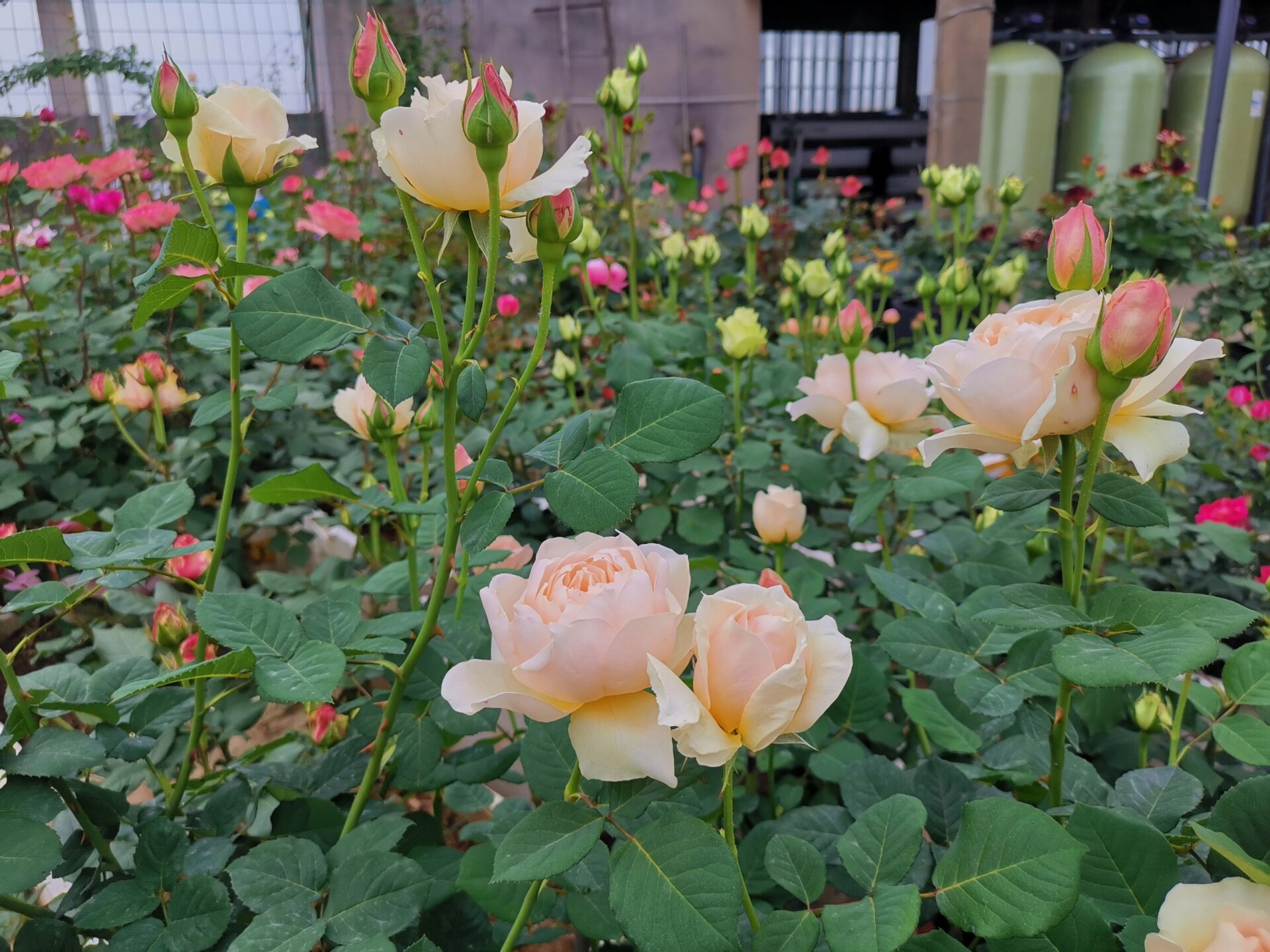 龙猫月季 买英伦节拍错版来的,问店家也不知道啥品种,寻寻觅觅了两年