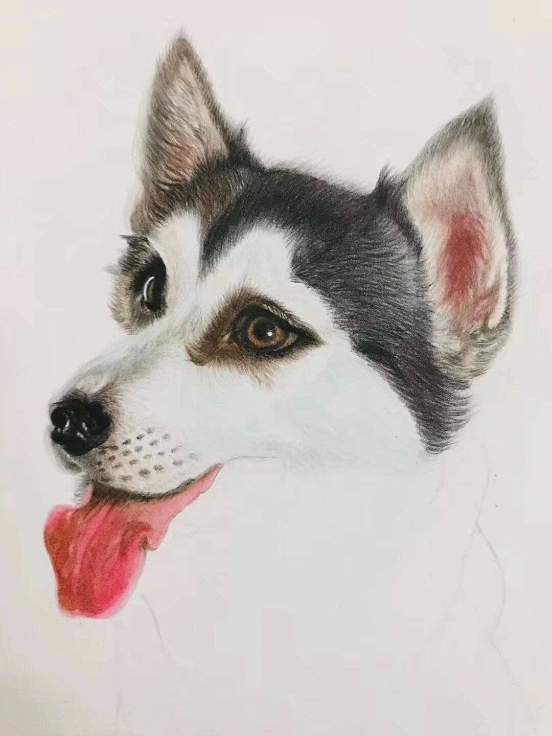 狗狗彩铅画