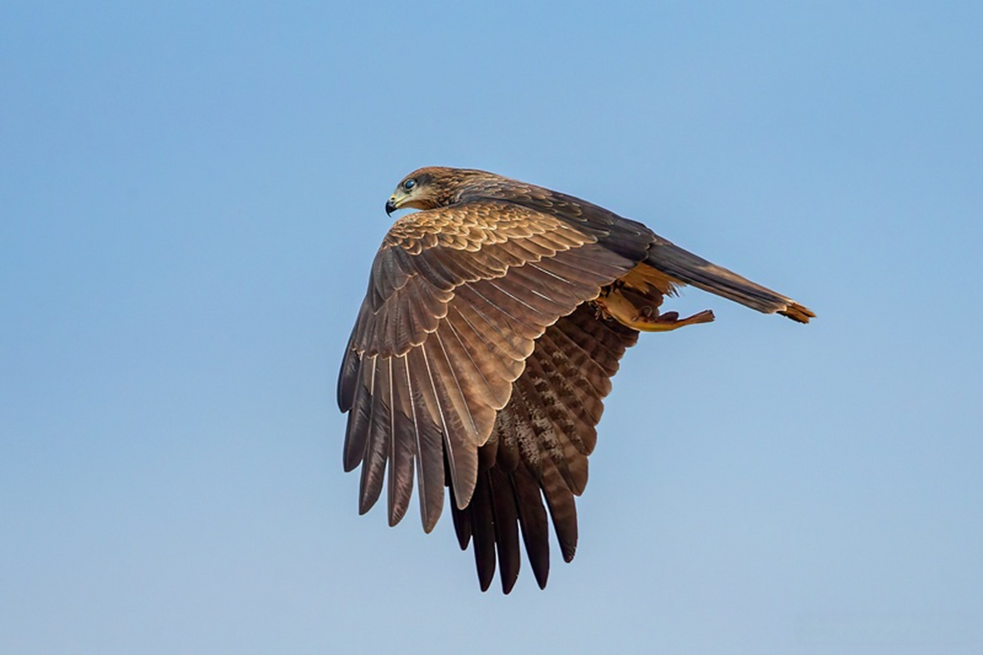 【北海湿地的飞羽世界 | 黑鸢:爱"捡垃圾"的猛禽】黑鸢,鹰形目,鹰科