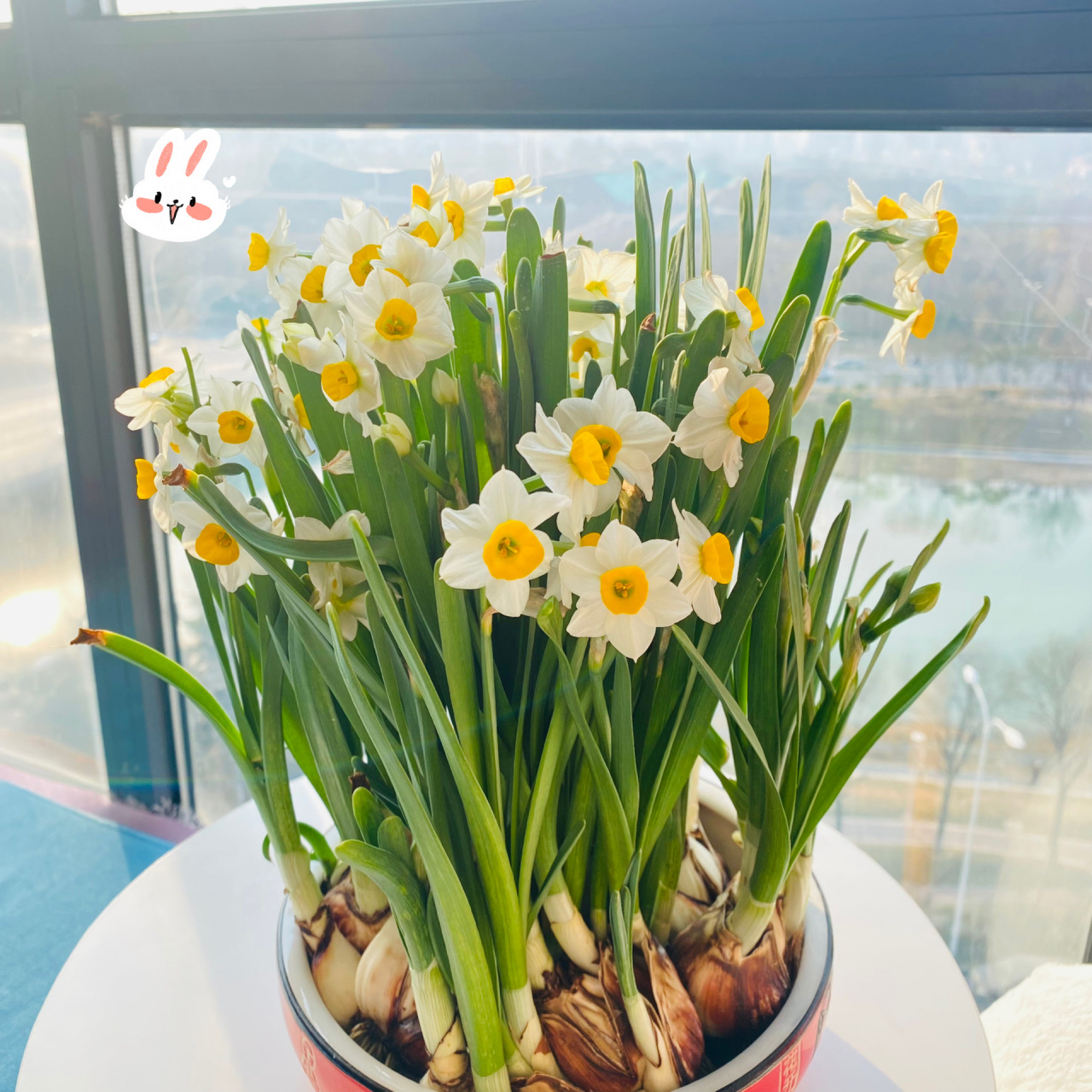 可爱又美丽的水仙花～ 白花黄蕊,相当优秀的颜值