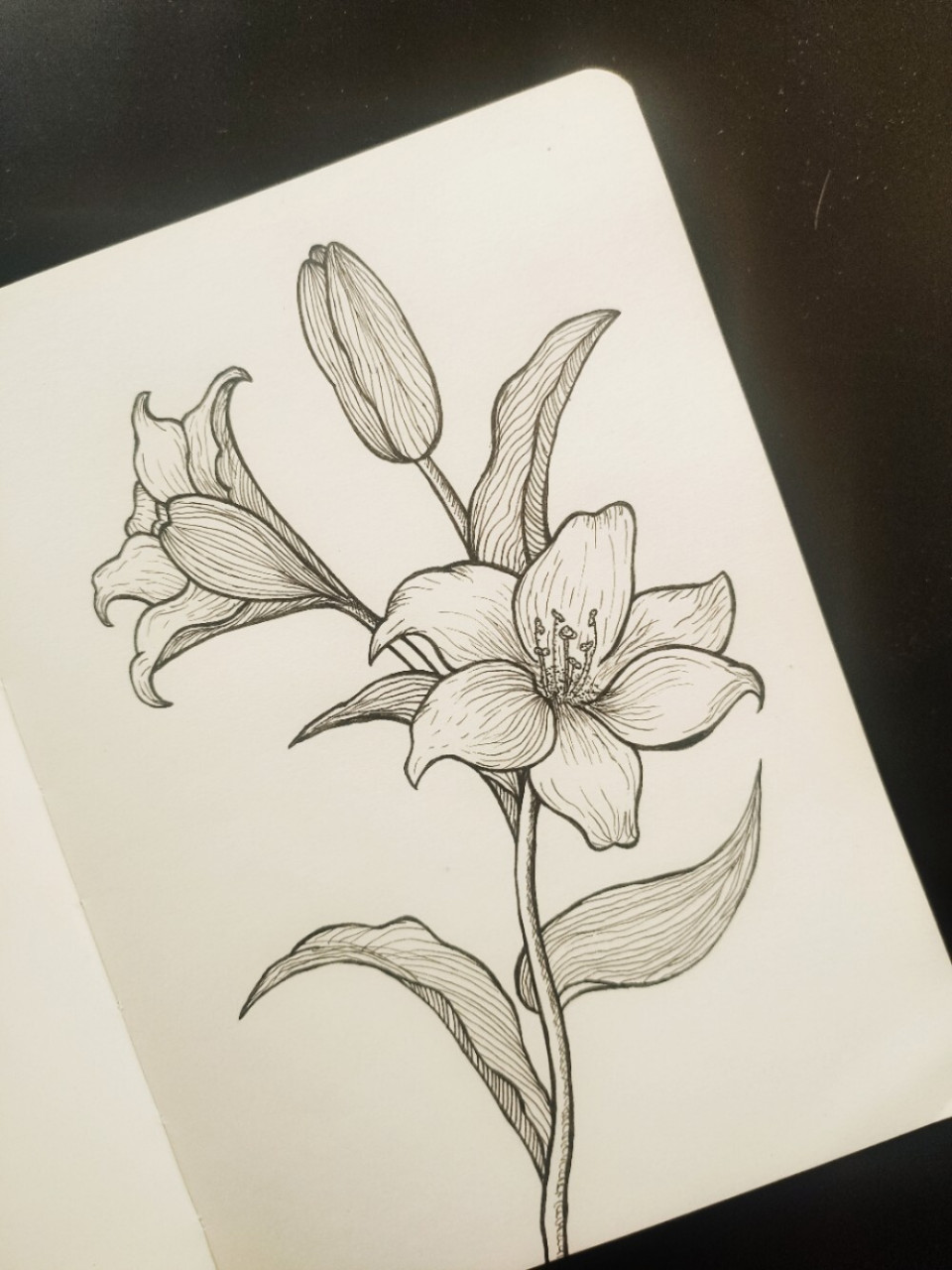 黑白线描画简单 花朵图片