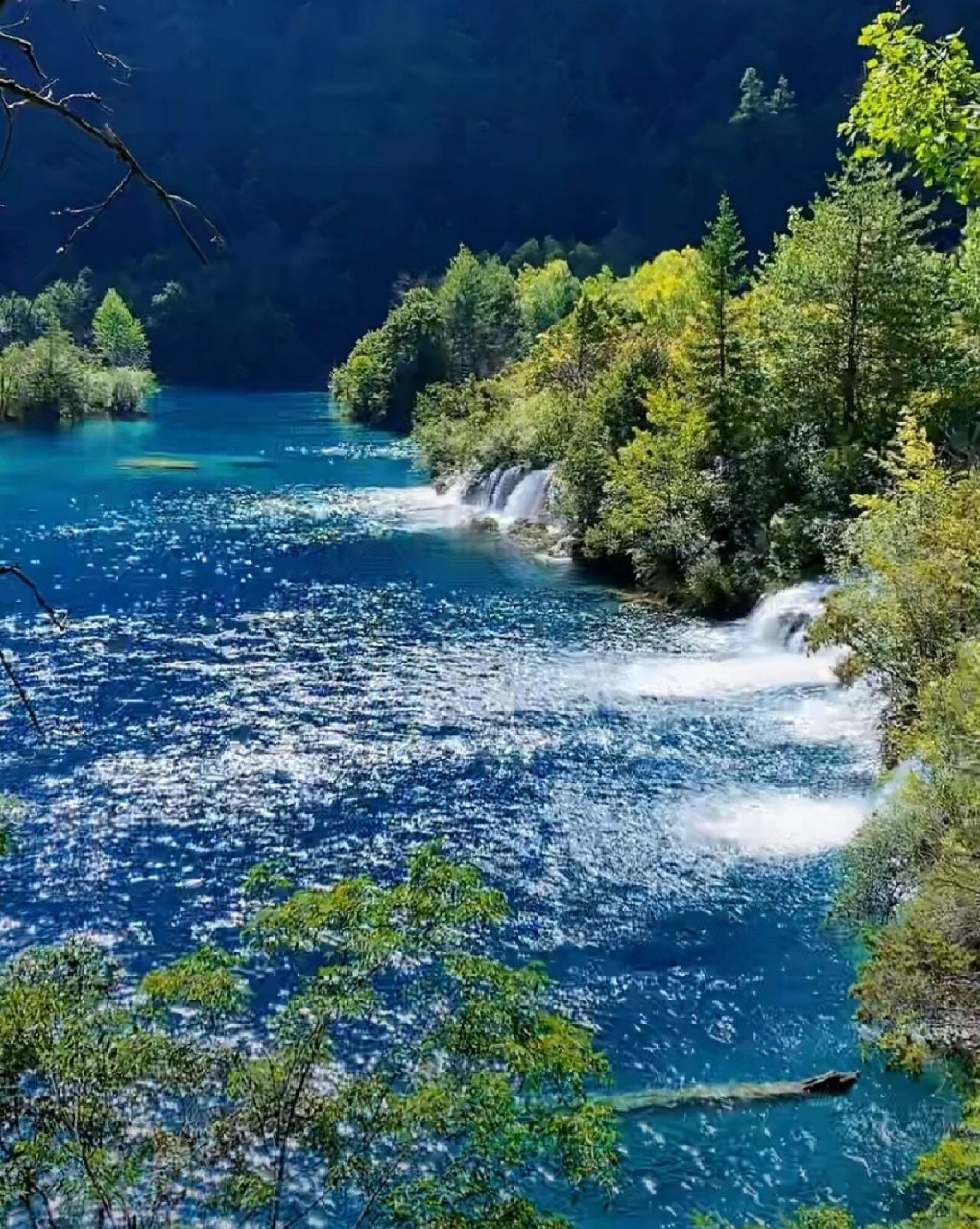 水木图 适合五行喜水木的用图(壬癸水,甲乙木),这图更适合喜癸水,乙木