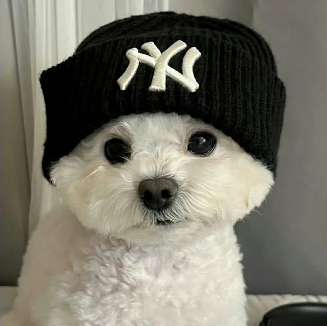 酷酷的小狗真的很适合做头像 太喜欢了