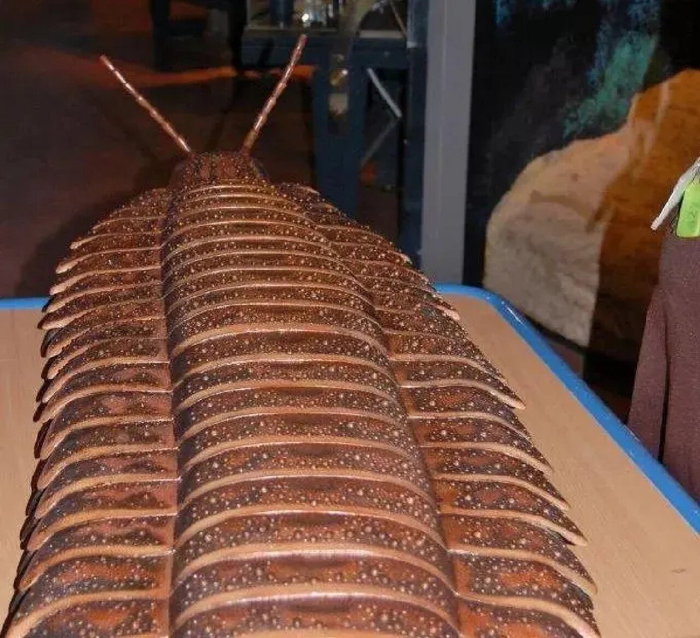 生活时期:石炭纪 栖息地:林地 食物:不详 古马陆的样子就像巨型蜈蚣