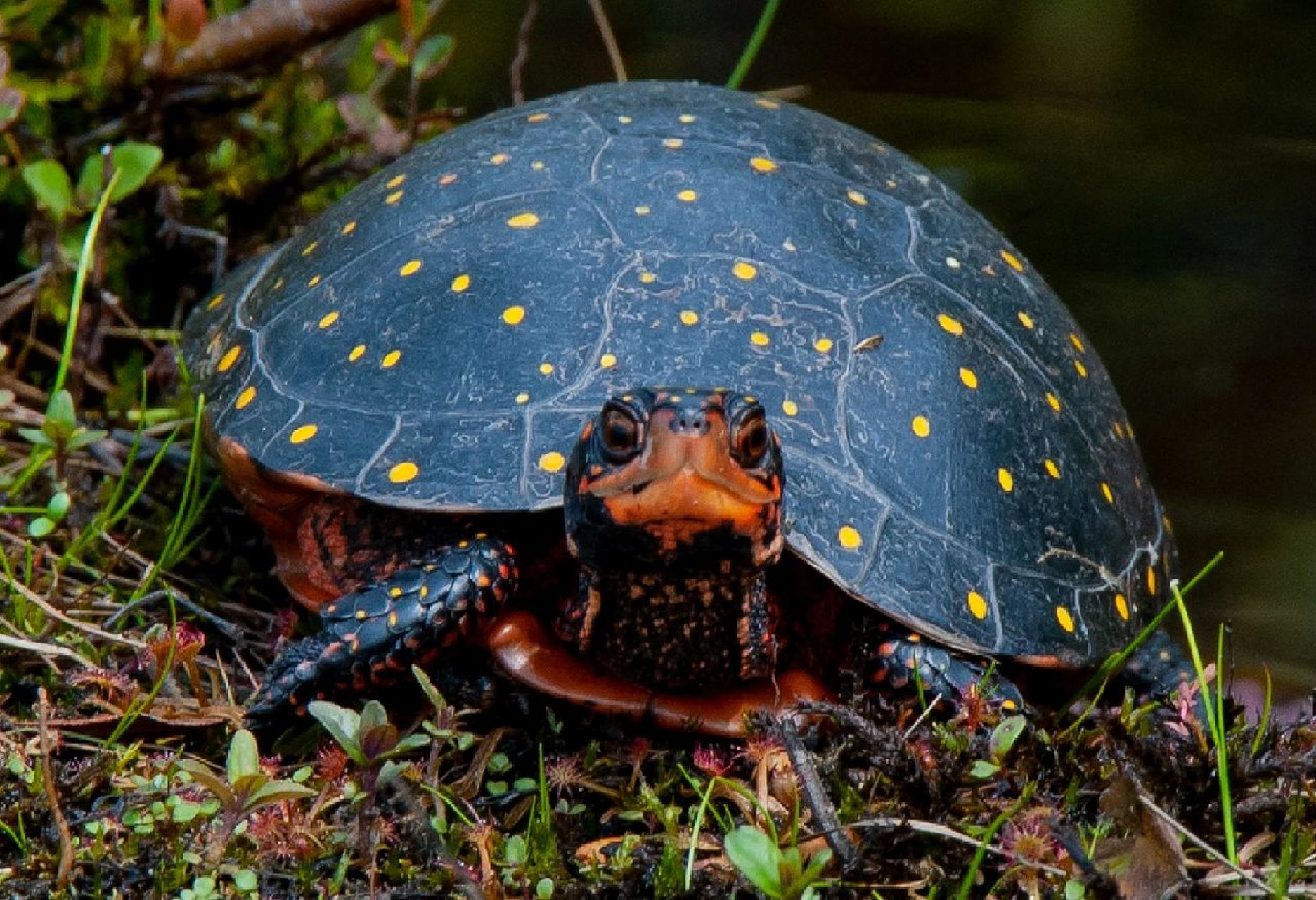博物 | 星点水龟 爬行纲-龟鳖目-泽龟科-龟亚科-水龟属-星点水龟