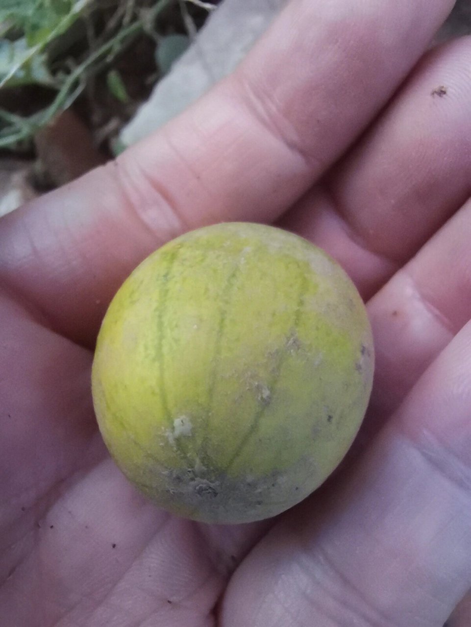 迷你野香瓜,我们这里叫"麻包"