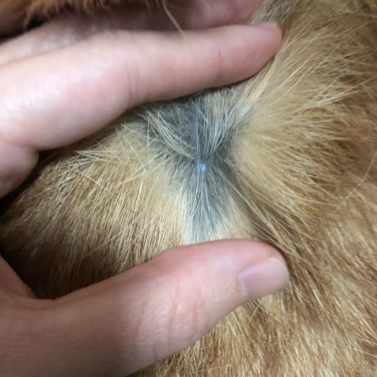 狗狗皮肤变黑怎么办 我家柯基狗子一岁多了,之前是粉色的皮肤,今天撸