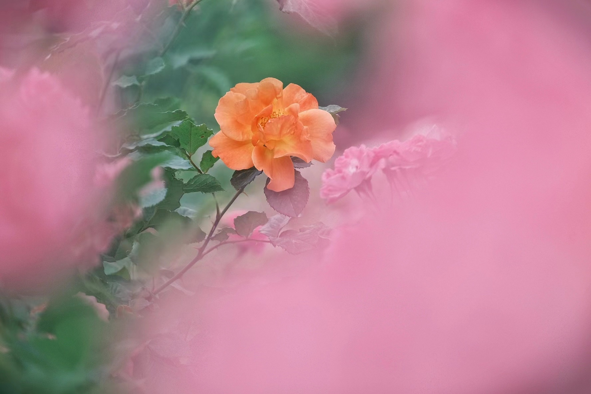 在心裡種花,人生才不會荒蕪.