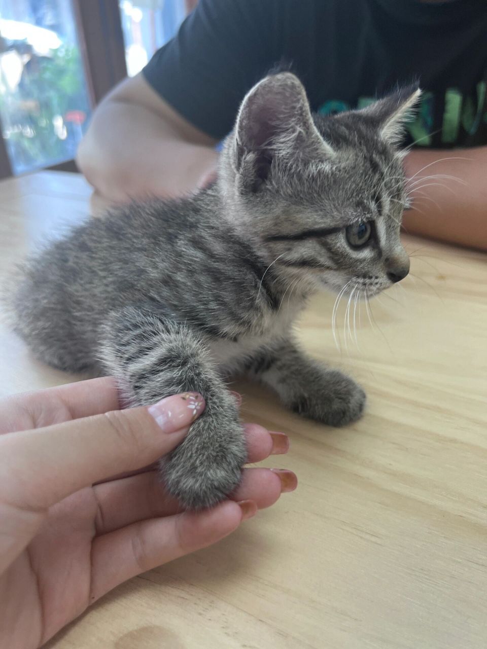 狸花猫叫啥好呢?