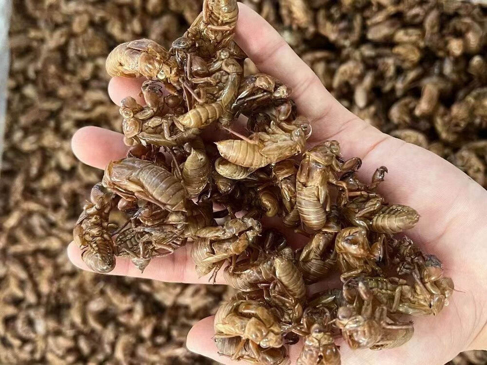 蝉蜕,又名"蝉衣","知了皮" 无臭,味淡.可以泡水,煲水,研末服用.