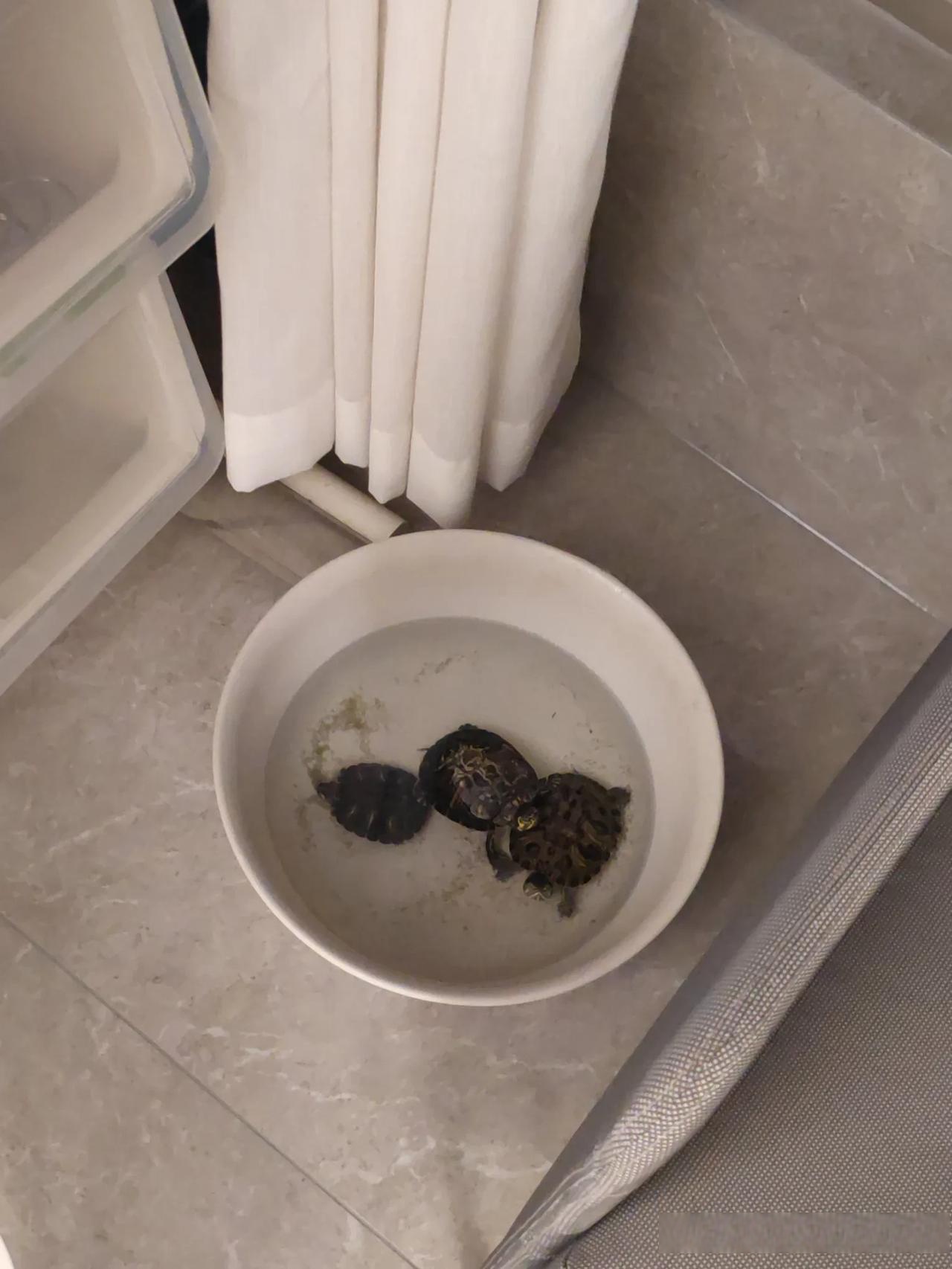 真该出个条文看看粪蚊子,见屎就爬的真实照片!